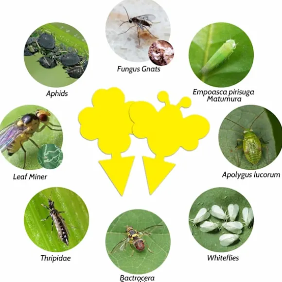 INF 60-pack Flugfångare / Flugfälla / Klibbig insektsfälla Gul