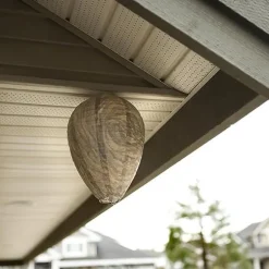4st Getingfällor giftfritt lockbete av papper, avskräckande för bin - Getingbo Beige