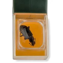 Uppgraderad version av insektsfångare handhållen bi-insektsklämma kackerlacka spindel insektsfångstverktyg Green